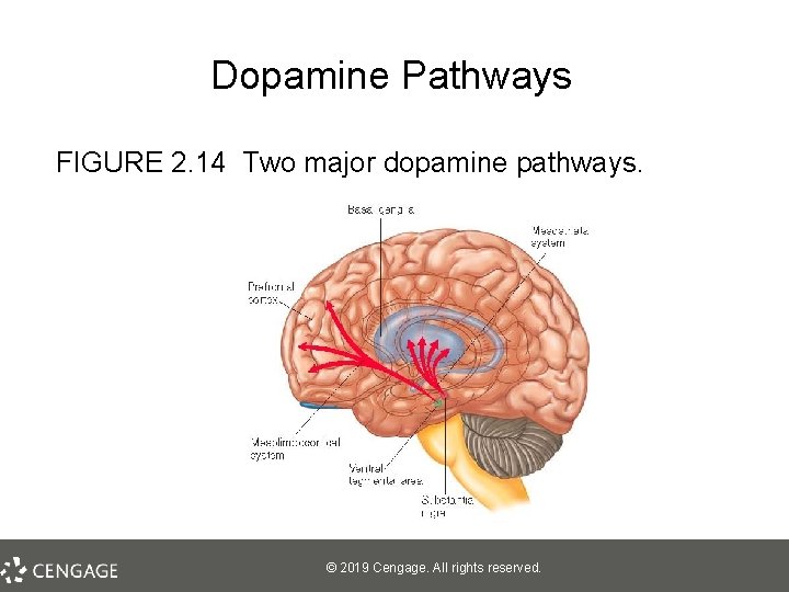 Dopamine Pathways FIGURE 2. 14 Two major dopamine pathways. © 2019 Cengage. All rights