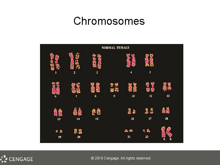 Chromosomes © 2019 Cengage. All rights reserved. 