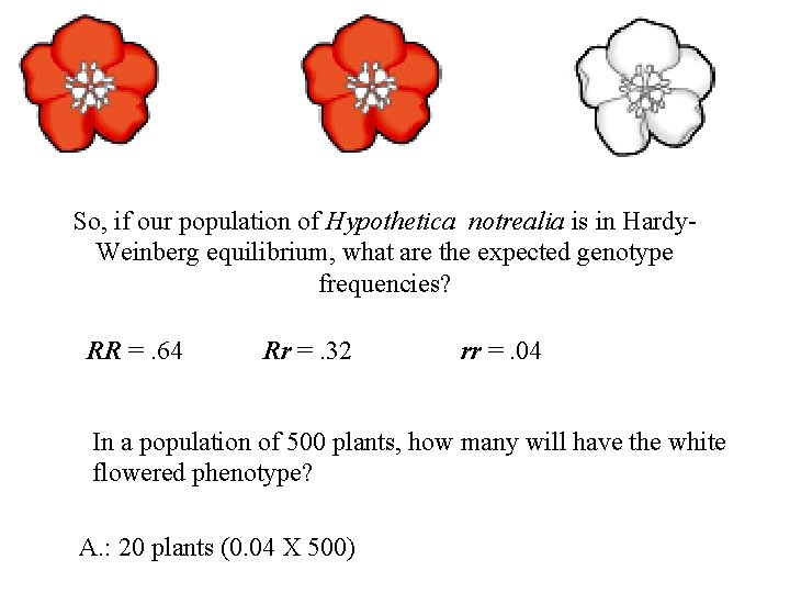 So, if our population of Hypothetica notrealia is in Hardy. Weinberg equilibrium, what are