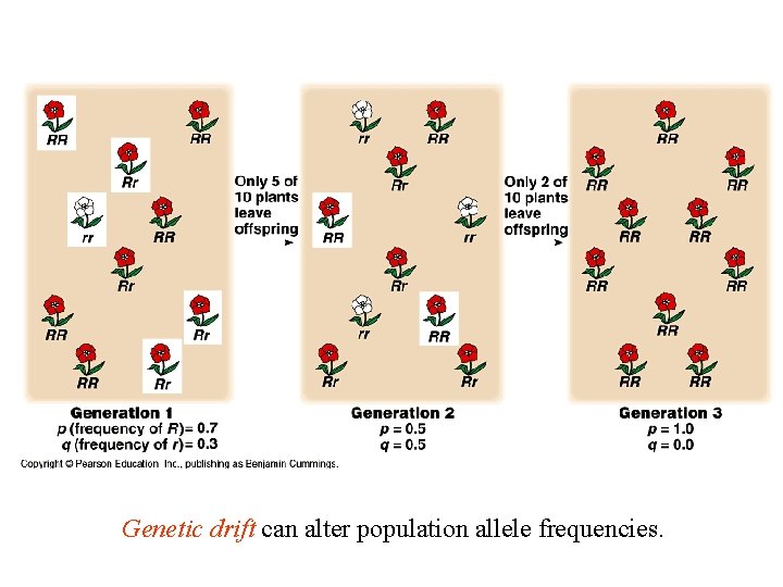 Genetic drift can alter population allele frequencies. 