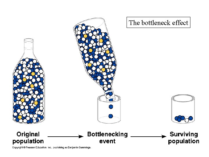 The bottleneck effect 