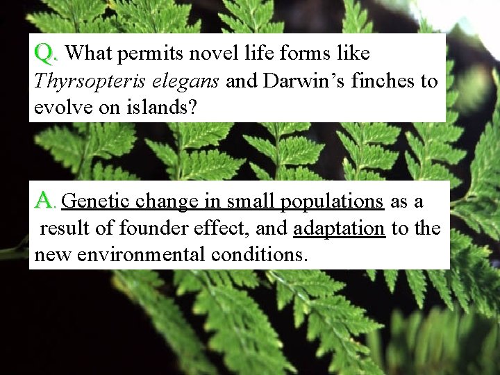 Q. What permits novel life forms like Thyrsopteris elegans and Darwin’s finches to evolve