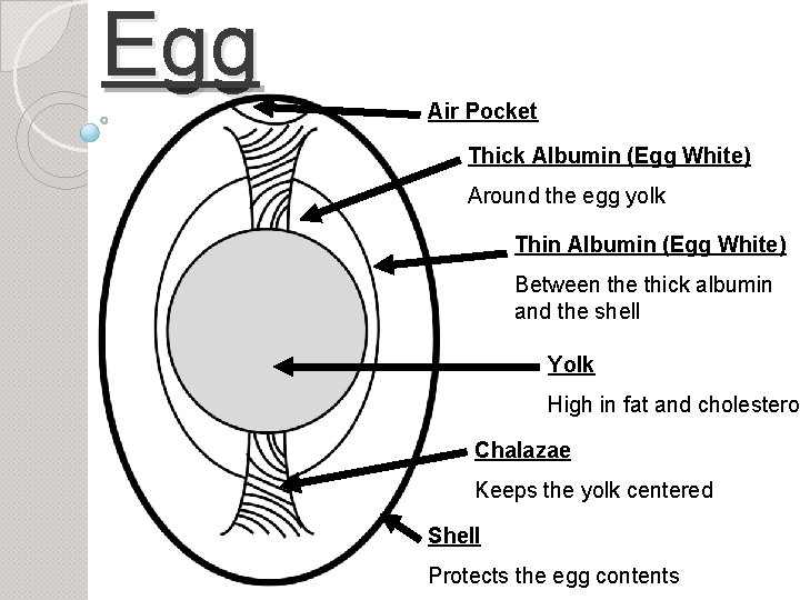 Egg Air Pocket Thick Albumin (Egg White) Around the egg yolk Thin Albumin (Egg