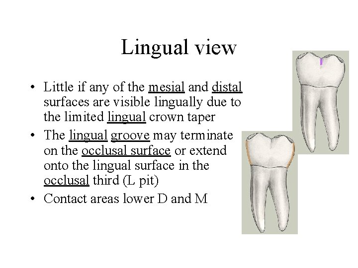 Lingual view • Little if any of the mesial and distal surfaces are visible