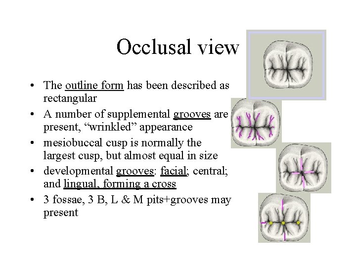 Occlusal view • The outline form has been described as rectangular • A number