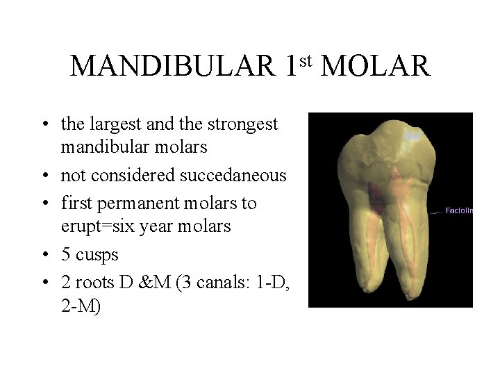 MANDIBULAR st 1 • the largest and the strongest mandibular molars • not considered