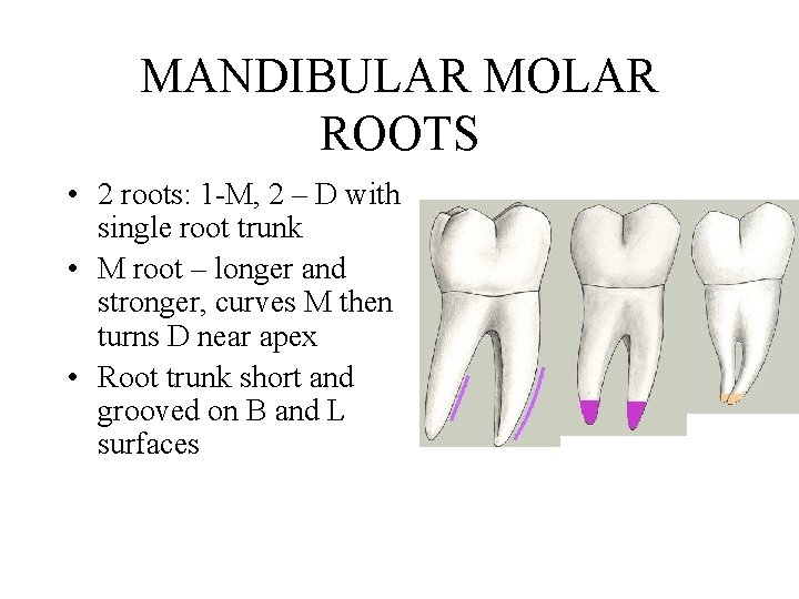 MANDIBULAR MOLAR ROOTS • 2 roots: 1 -M, 2 – D with single root