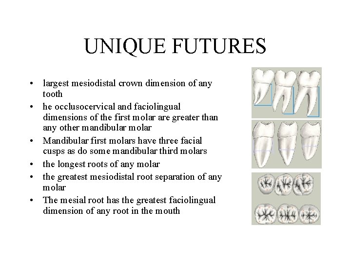 UNIQUE FUTURES • largest mesiodistal crown dimension of any tooth • he occlusocervical and