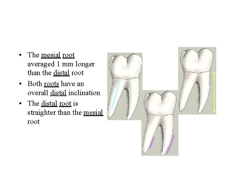  • The mesial root averaged 1 mm longer than the distal root •