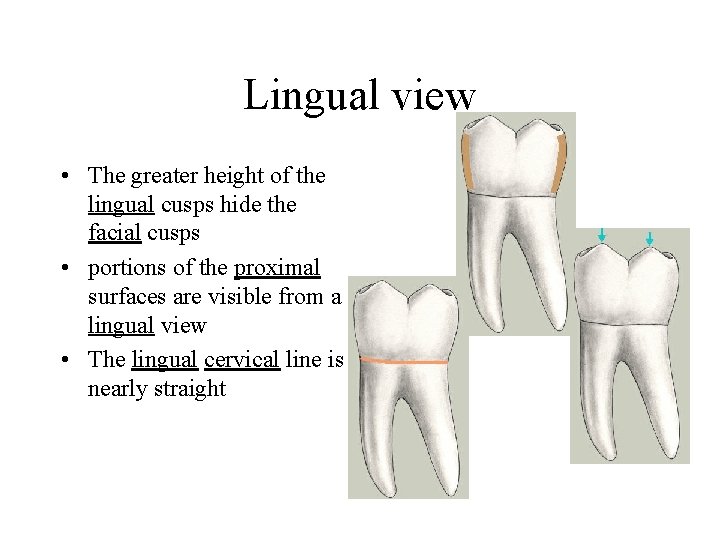 Lingual view • The greater height of the lingual cusps hide the facial cusps