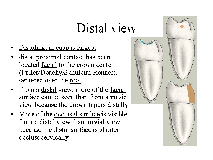 Distal view • Distolingual cusp is largest • distal proximal contact has been located