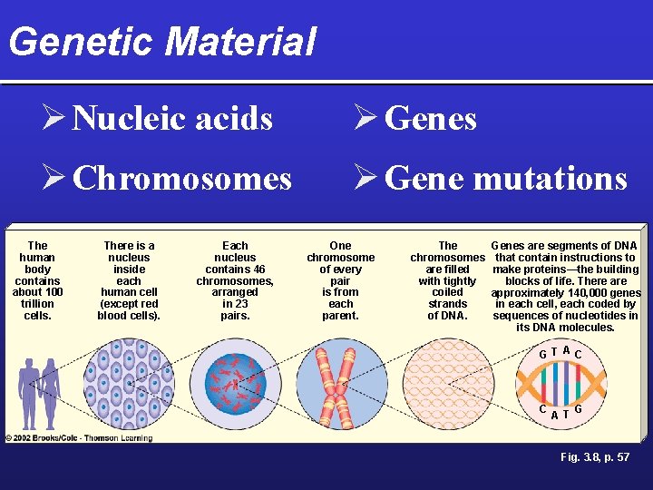 Genetic Material Ø Nucleic acids Ø Genes Ø Chromosomes Ø Gene mutations The human