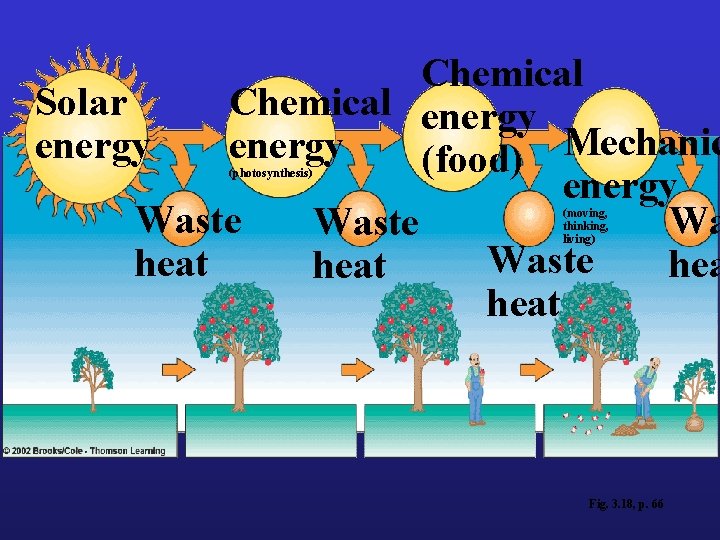 Chemical Solar Chemical energy Mechanic energy (food) energy Waste heat (photosynthesis) (moving, thinking, living)