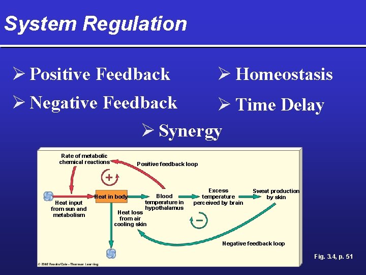 System Regulation Ø Homeostasis Ø Positive Feedback Ø Negative Feedback Ø Time Delay Ø