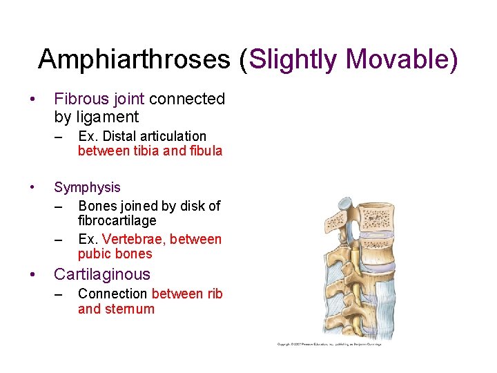 Amphiarthroses (Slightly Movable) • Fibrous joint connected by ligament – Ex. Distal articulation between