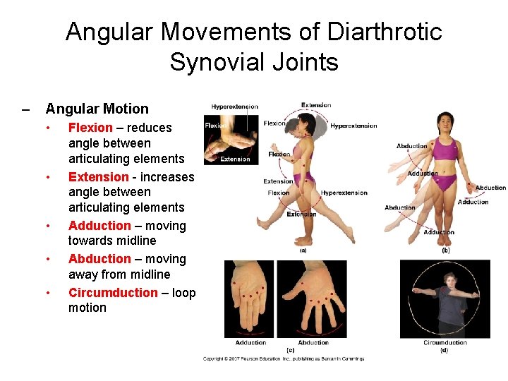 Angular Movements of Diarthrotic Synovial Joints – Angular Motion • • • Flexion –