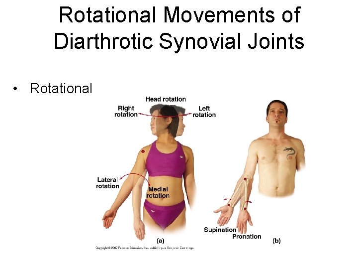 Rotational Movements of Diarthrotic Synovial Joints • Rotational 