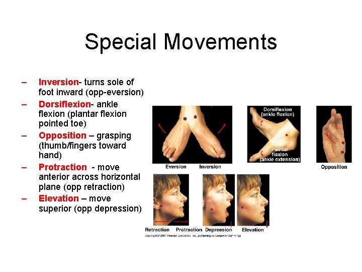 Special Movements – – – Inversion- turns sole of foot inward (opp-eversion) Dorsiflexion- ankle