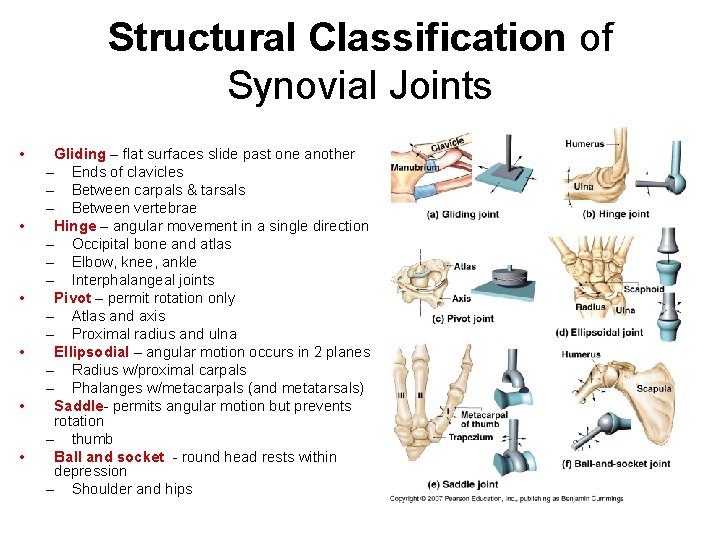 Structural Classification of Synovial Joints • • • Gliding – flat surfaces slide past