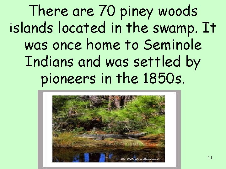 There are 70 piney woods islands located in the swamp. It was once home