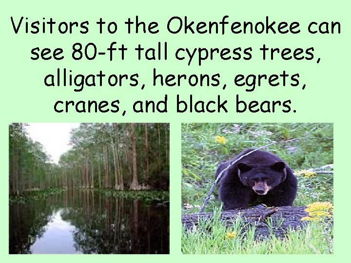 Visitors to the Okenfenokee can see 80 -ft tall cypress trees, alligators, herons, egrets,