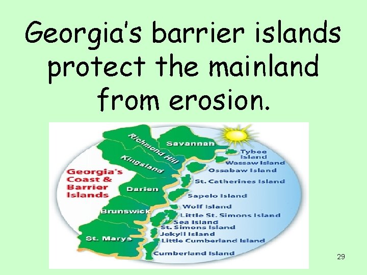 Georgia’s barrier islands protect the mainland from erosion. 29 