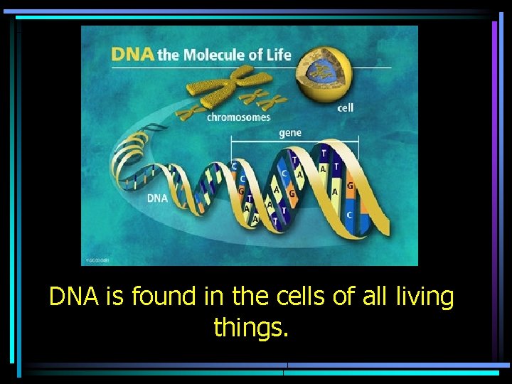 DNA is found in the cells of all living things. 