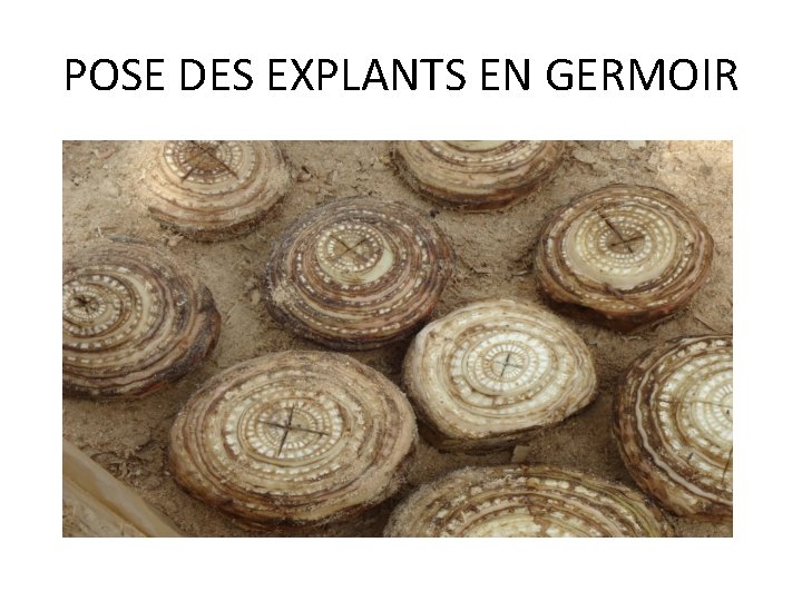 POSE DES EXPLANTS EN GERMOIR 