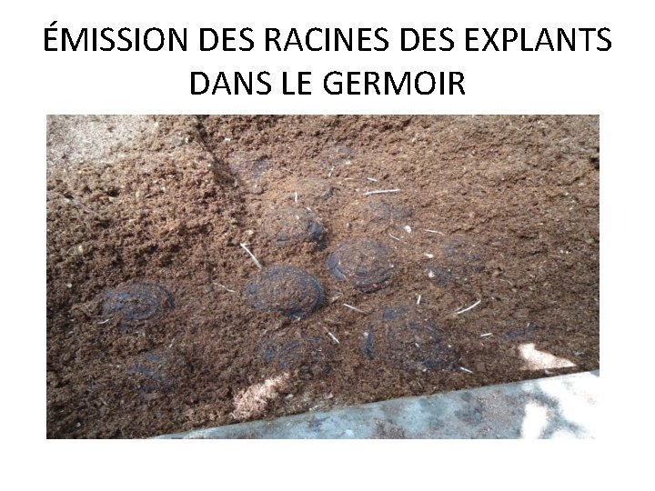 ÉMISSION DES RACINES DES EXPLANTS DANS LE GERMOIR 