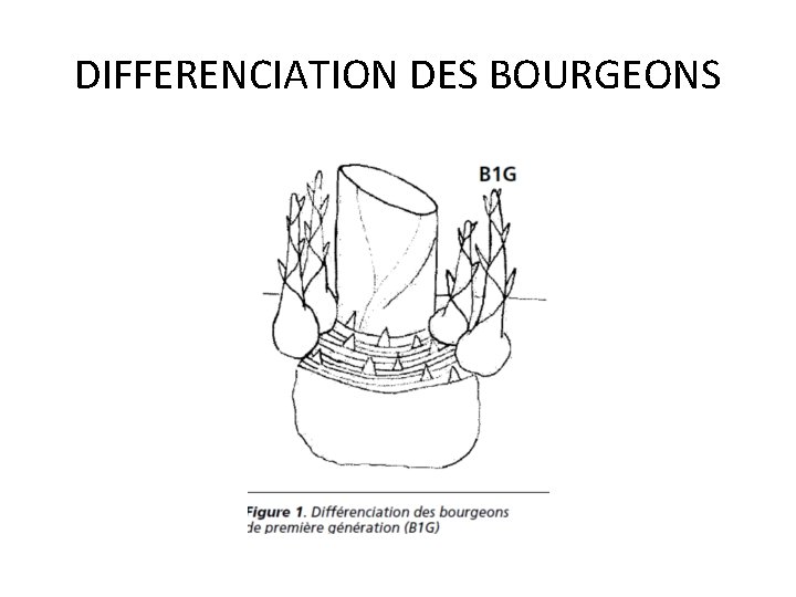 DIFFERENCIATION DES BOURGEONS 