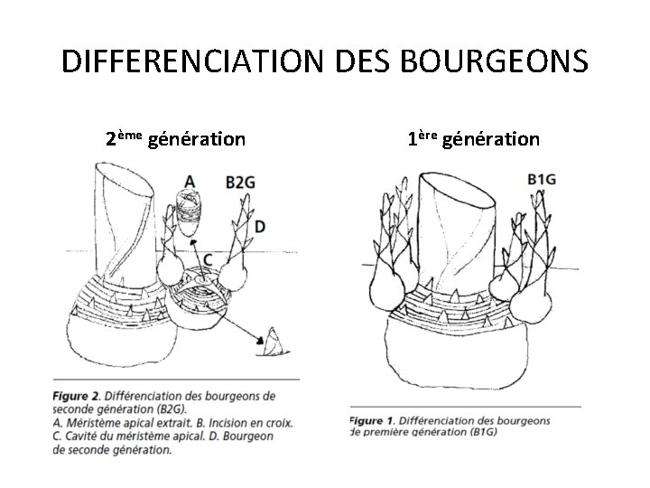 DIFFERENCIATION DES BOURGEONS 2ème génération 1ère génération 