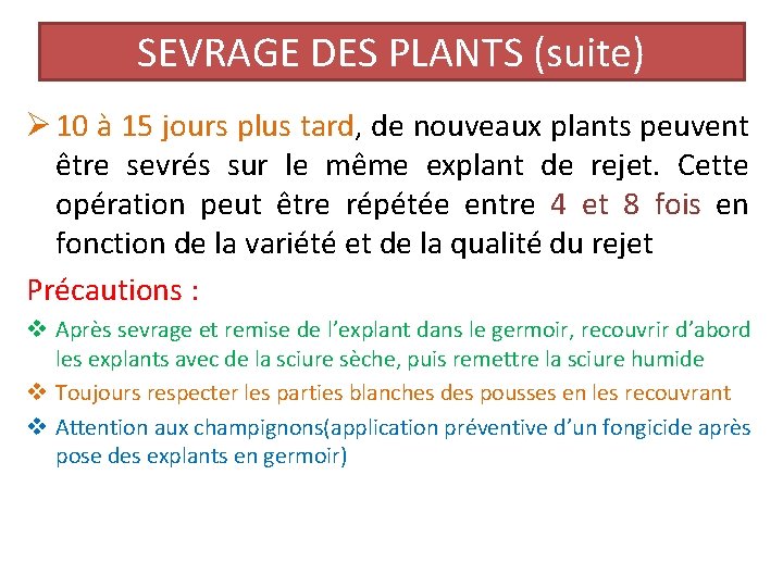 SEVRAGE DES PLANTS (suite) Ø 10 à 15 jours plus tard, de nouveaux plants