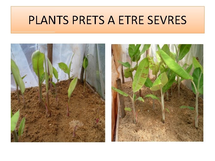 PLANTS PRETS A ETRE SEVRES 