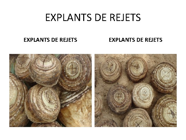 EXPLANTS DE REJETS 