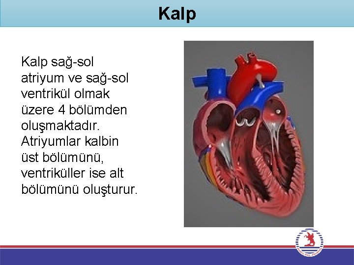 Kalp sağ-sol atriyum ve sağ-sol ventrikül olmak üzere 4 bölümden oluşmaktadır. Atriyumlar kalbin üst