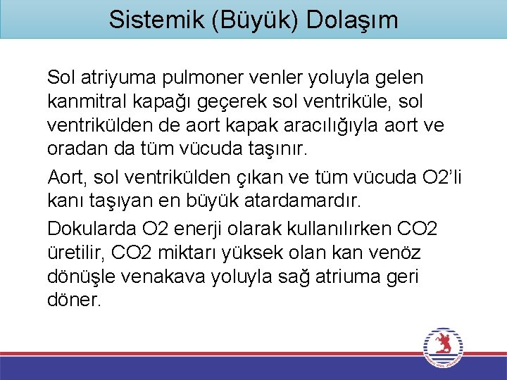 Sistemik (Büyük) Dolaşım Sol atriyuma pulmoner venler yoluyla gelen kanmitral kapağı geçerek sol ventriküle,