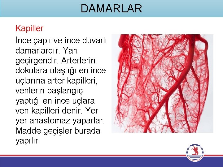 DAMARLAR Kapiller İnce çaplı ve ince duvarlı damarlardır. Yarı geçirgendir. Arterlerin dokulara ulaştığı en