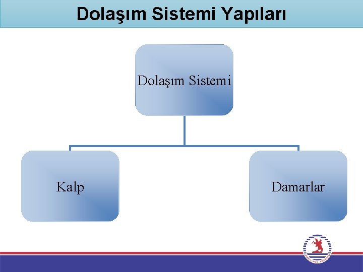 Dolaşım Sistemi Yapıları Dolaşım Sistemi Kalp Damarlar 