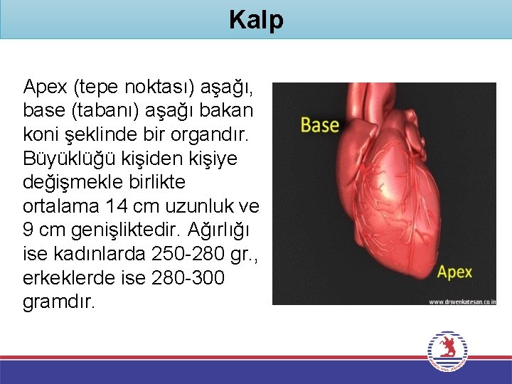 Kalp Apex (tepe noktası) aşağı, base (tabanı) aşağı bakan koni şeklinde bir organdır. Büyüklüğü