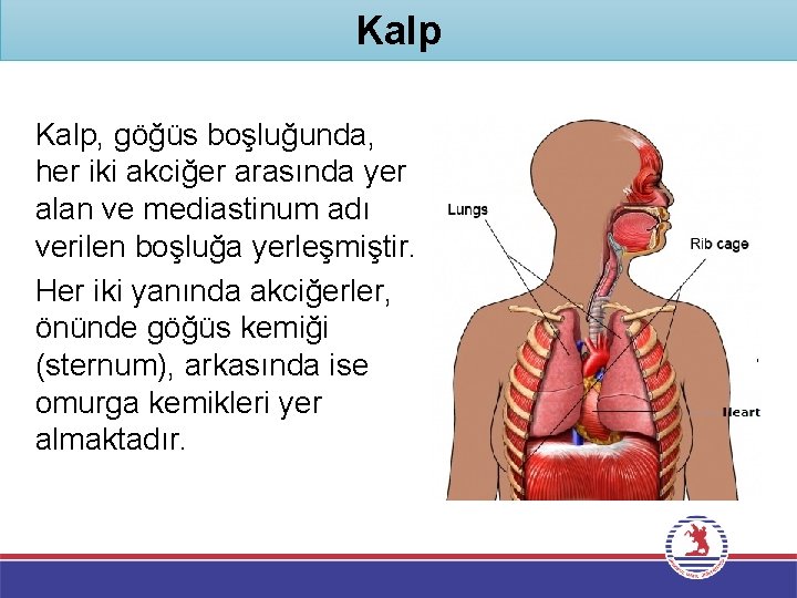 Kalp, göğüs boşluğunda, her iki akciğer arasında yer alan ve mediastinum adı verilen boşluğa