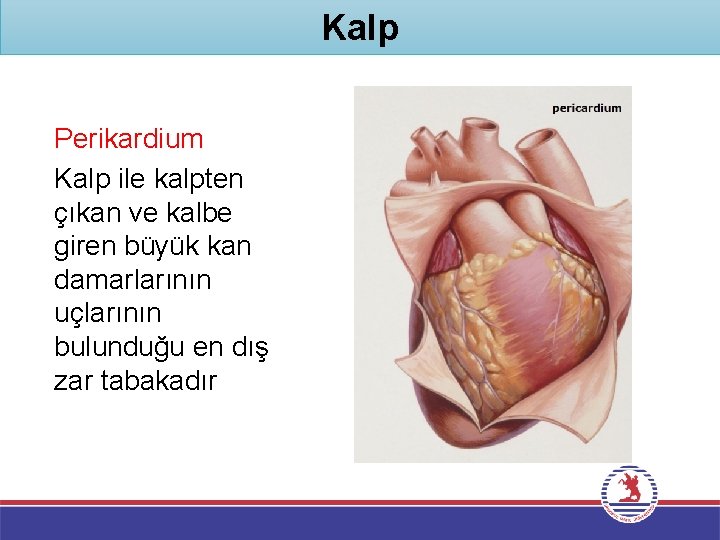 Kalp Perikardium Kalp ile kalpten çıkan ve kalbe giren büyük kan damarlarının uçlarının bulunduğu