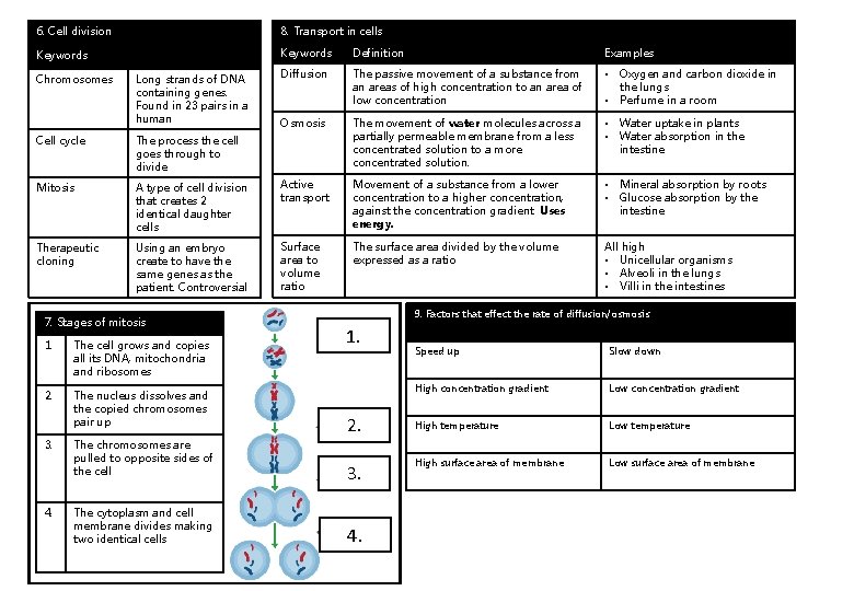 6. Cell division 8. Transport in cells Keywords Definition Examples Diffusion The passive movement