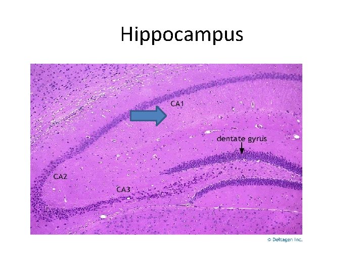 Hippocampus 