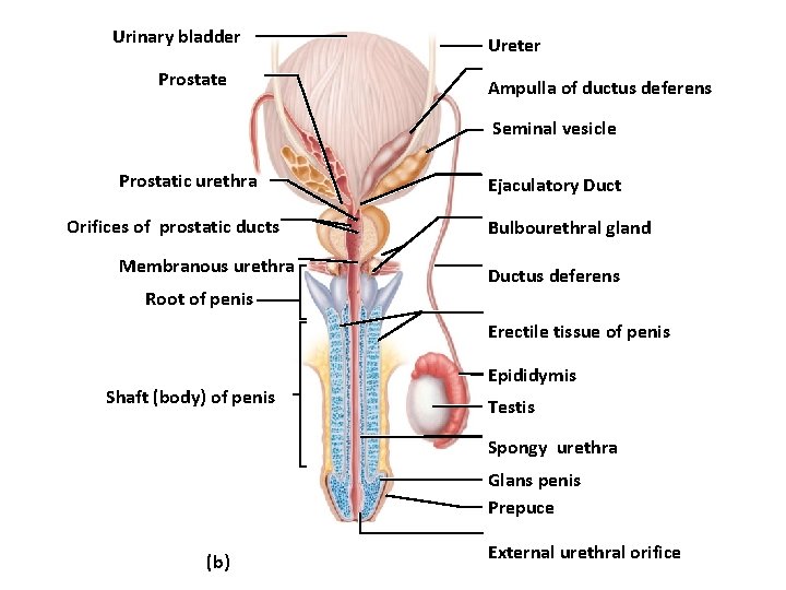 Urinary bladder Prostate Ureter Ampulla of ductus deferens Seminal vesicle Prostatic urethra Orifices of