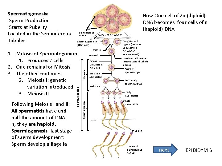 Seminiferous tubule Spermatogenesis Basement membrane Mitosis Growth Enters prophase of meiosis I Meiosis 1.