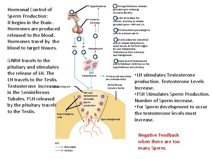 Hormonal Control of Sperm Production: It begins in the Brain. Hormones are produced released