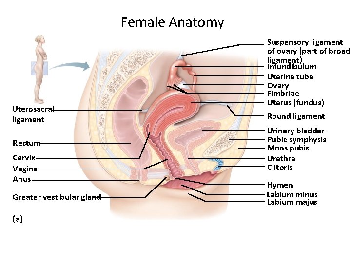 Female Anatomy Uterosacral ligament Rectum Cervix Vagina Anus Greater vestibular gland (a) Suspensory ligament