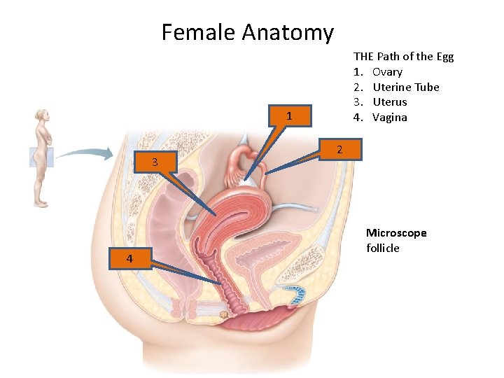 Female Anatomy THE Path of the Egg 1. Ovary 2. Uterine Tube 3. Uterus