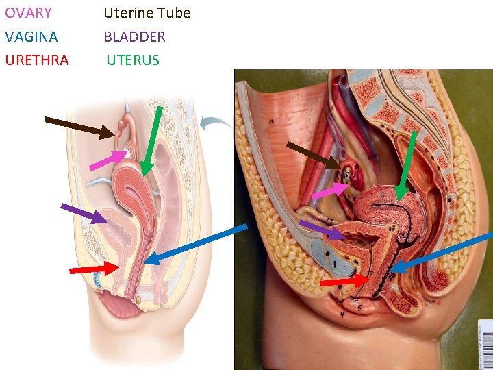 OVARY VAGINA URETHRA Uterine Tube BLADDER UTERUS 