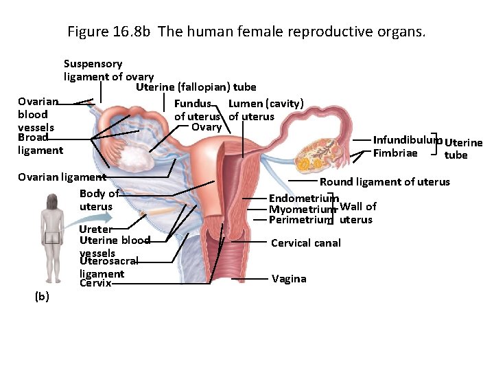 Figure 16. 8 b The human female reproductive organs. Suspensory ligament of ovary Uterine